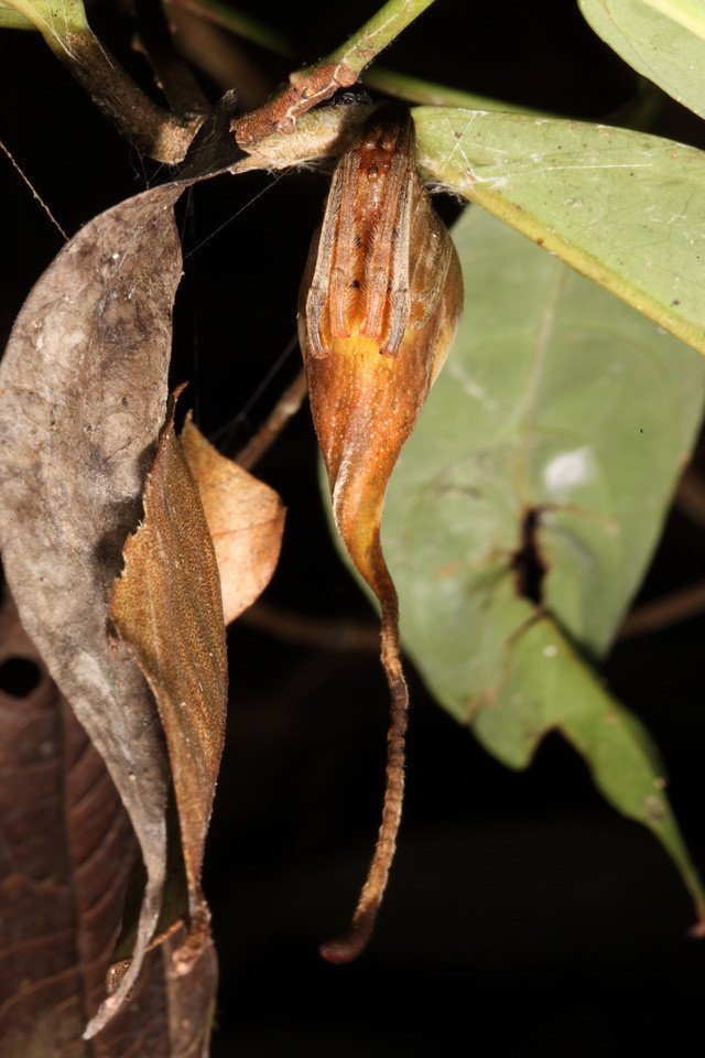 Loài nhện có khả năng biến thành lá cây hoàn hảo đến không ngờ