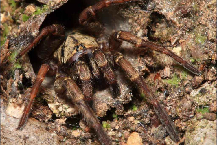 Loài nhện có khả năng kinh dị mà giờ khoa học mới phát hiện ra