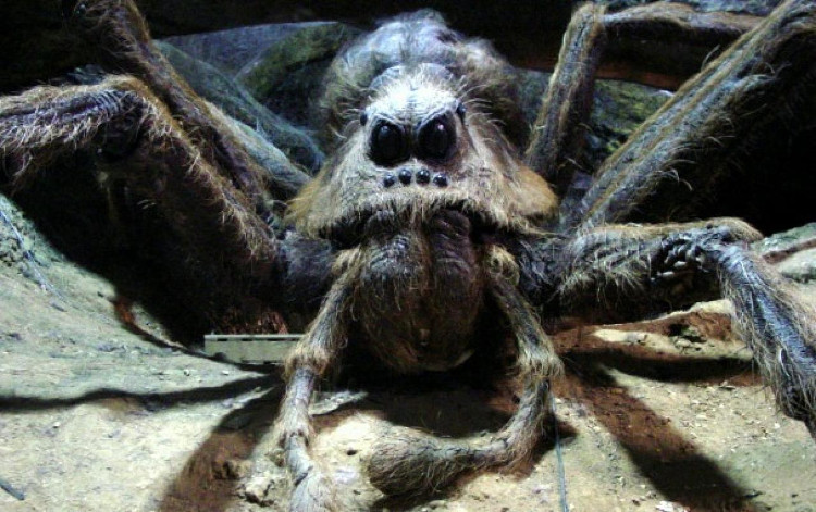 Loài nhện mới được đặt tên theo nhện Aragog trong Harry Potter