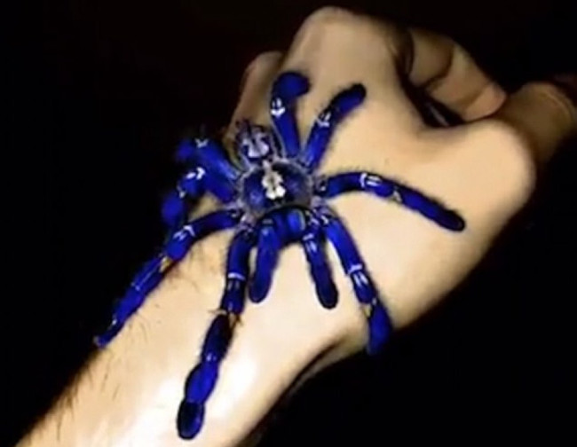 Loài nhện tiến hóa thành màu xanh điện quang khác thường