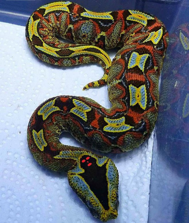 Loài rắn nguy hiểm bậc nhất châu Phi với dấu hiệu thần chết ngay trên đầu