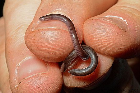 Loài rắn siêu tí hon cực lạ ở Việt Nam