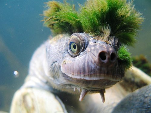 Loài rùa tóc xanh gấu nhất mạng xã hội này sắp tuyệt chủng