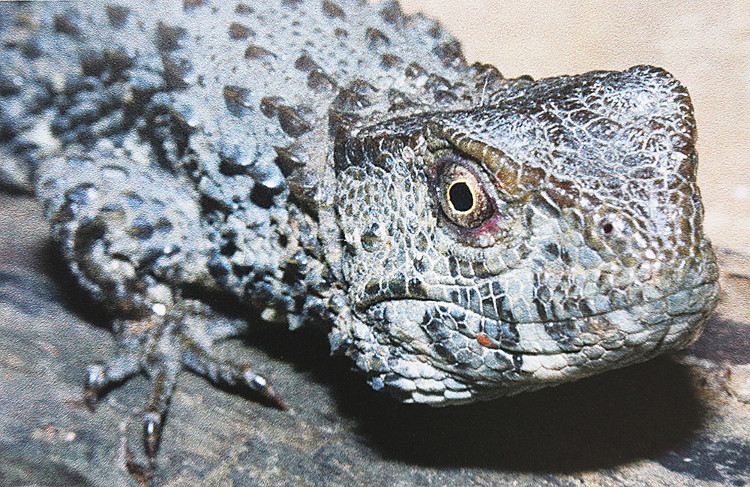 Loài thằn lằn quý hiếm mang hình thù cá sấu