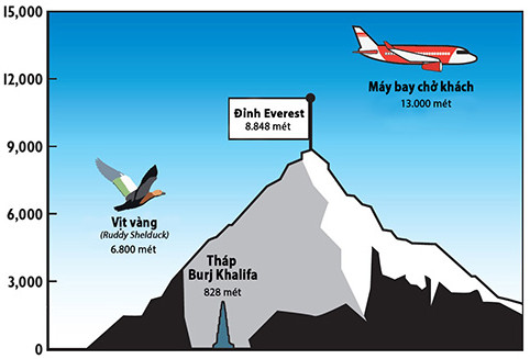 Loài vịt bay vượt dãy Himalaya để sinh sản