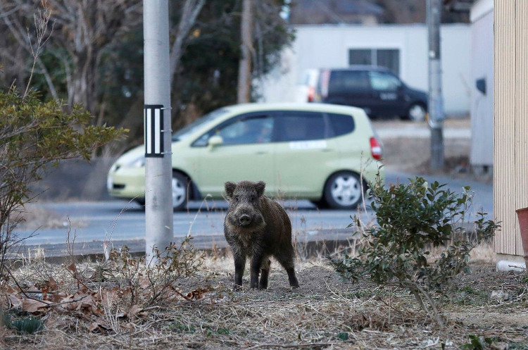 Lợn rừng nhiễm xạ tràn ngập đường phố Fukushima