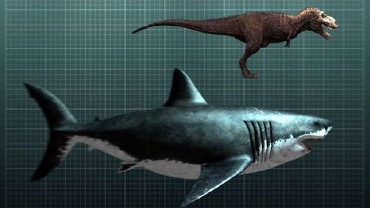 Lý do khó đỡ khiến cá mập Megalodon tuyệt chủng