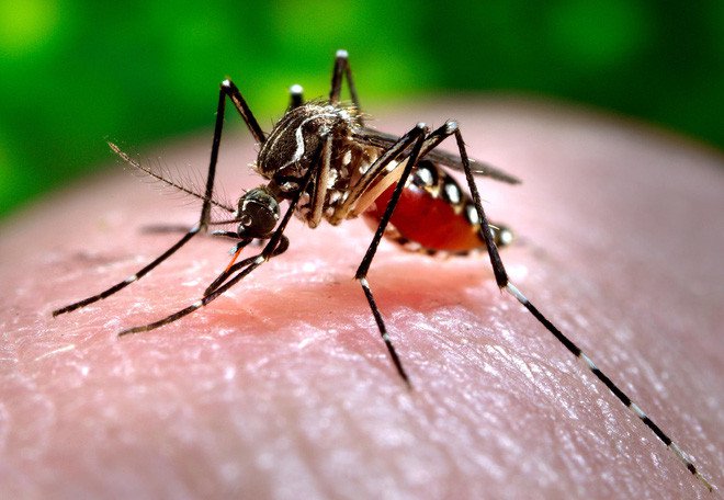 Lý do kinh dị khiến vết muỗi cắn trở nên cực ngứa mà khoa học mới tìm ra