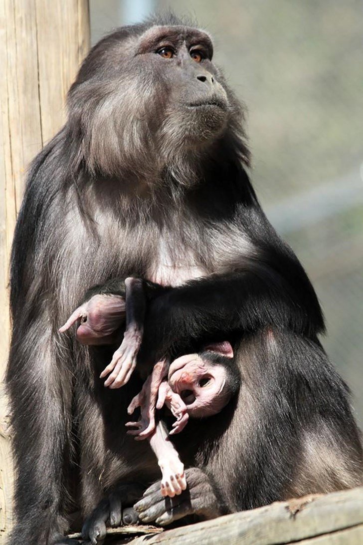 Lý giải hành vi ăn xác con non của khỉ mẹ trong khu bảo tồn Italy