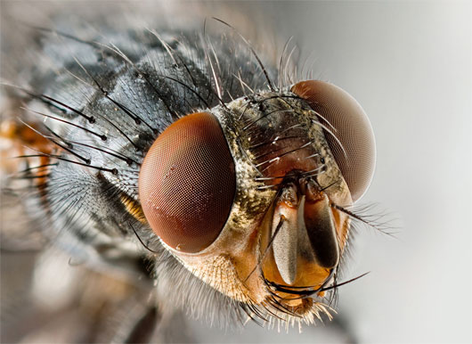 Lý giải khoa học hiện tượng loài ruồi sợ túi bóng nước