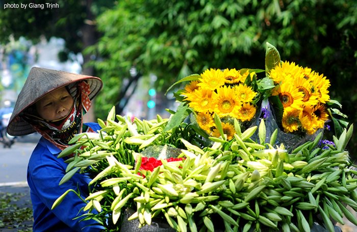 Mê mẳn ngắm hoa loa kèn tháng tư trắng muốt