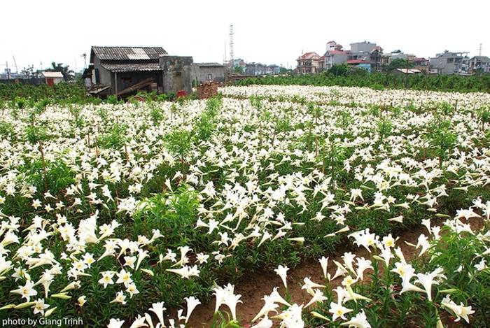 Mê mẳn ngắm hoa loa kèn tháng tư trắng muốt