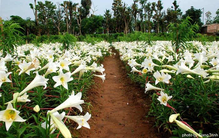 Mê mẳn ngắm hoa loa kèn tháng tư trắng muốt