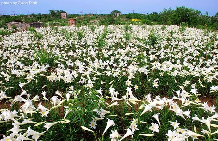 Mê mẳn ngắm hoa loa kèn tháng tư trắng muốt