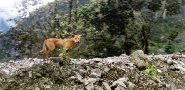 Mới phát hiện ra loài chó hiếm và cổ xưa nhất Trái Đất vẫn còn sống khỏe