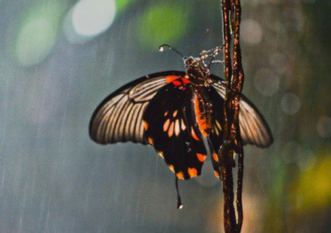 Mỏng manh như cánh bướm, số phận chúng sẽ ra sao khi cơn mưa tới?