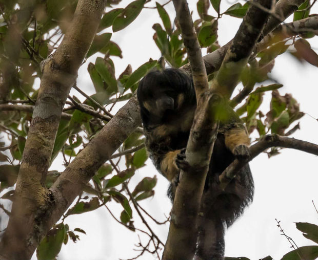 Một trong những loài vật bí ẩn nhất rừng Amazon lần đầu tiên được lên ảnh