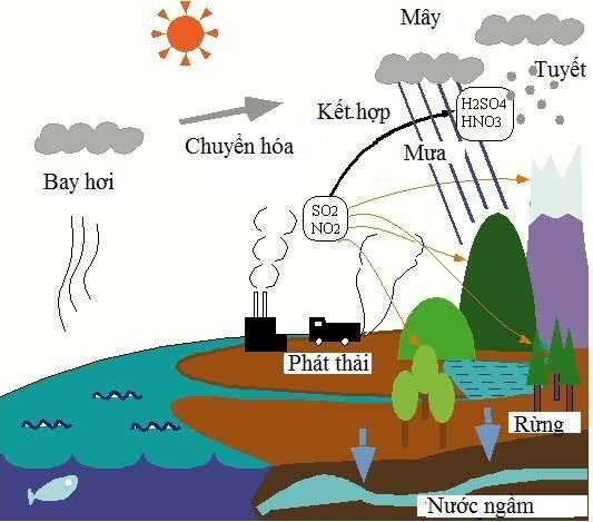 Mưa axit là gì? Tác hại của mưa axit như thế nào?