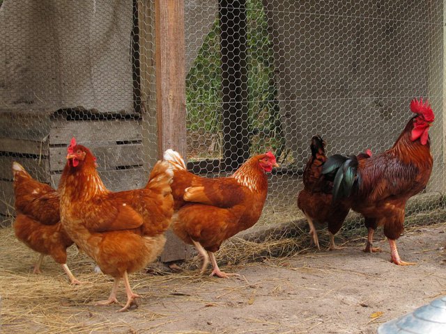 Mừng năm Đinh Dậu, đây là 8 sự thật về loài gà khiến bạn phải ngỡ ngàng
