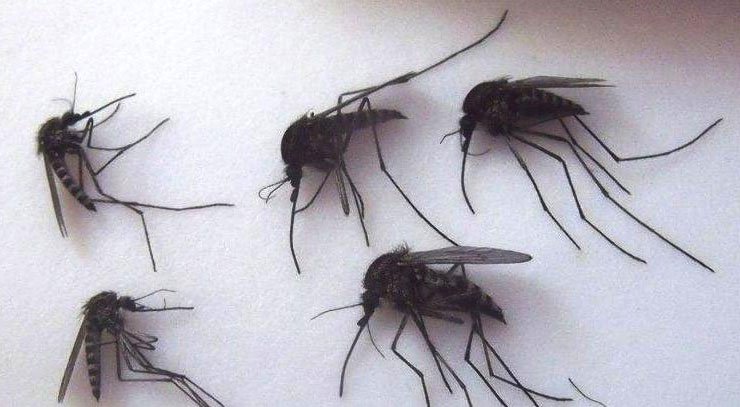 Muỗi khổng lồ Bắc Cực tấn công các điểm thi đấu World Cup ở Nga