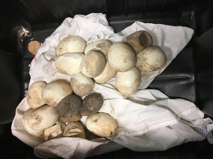 Mỹ: Bất ngờ phát hiện trăn khủng cùng 39 quả trứng