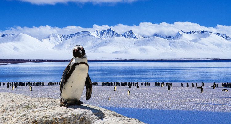 Nam Cực suy giảm đa dạng sinh học nghiêm trọng khi nước biển nóng lên