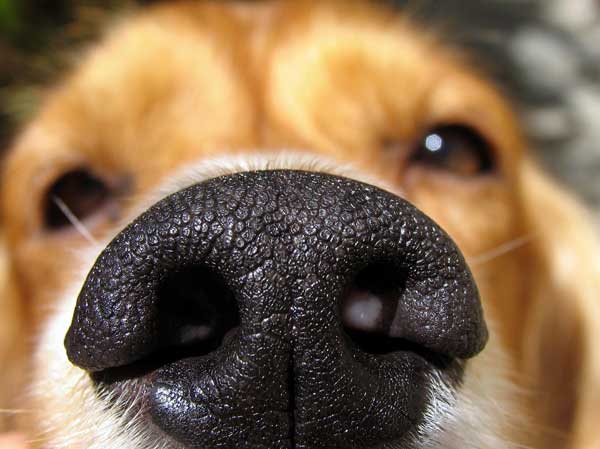 Nếu con người có vân tay thì mỗi chú chó lại sở hữu vân mũi cực đặc biệt đấy!