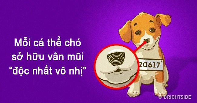 Nếu con người có vân tay thì mỗi chú chó lại sở hữu vân mũi cực đặc biệt đấy!