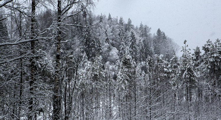 Nga làm chương trình về khả năng sinh tồn ở rừng Taiga, giải thưởng lên tới 36 tỷ VNĐ