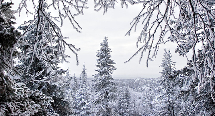 Nga: Người đàn ông sống sót trong rừng dưới nhiệt độ âm 31 độ nhờ thứ này