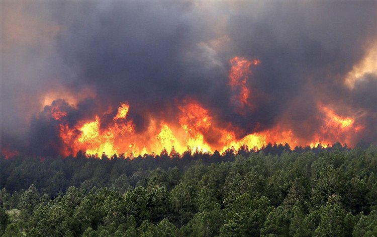 Nga phát triển mìn chống cháy rừng