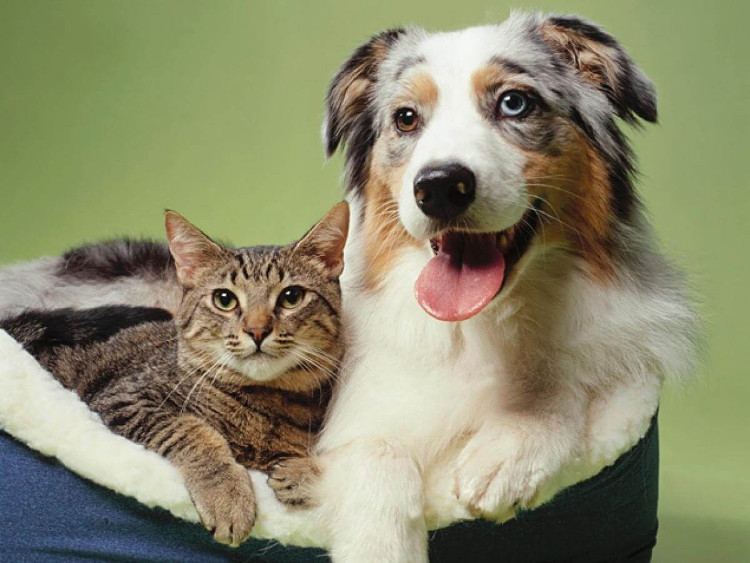 Nghiên cứu đếm tế bào thần kinh: chó thông minh gấp đôi mèo