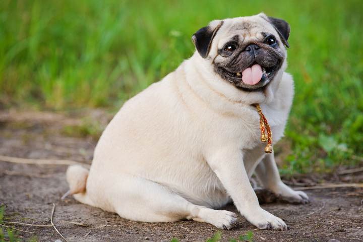 Nghiên cứu hành vi của chó thừa cân để tìm lời giải về nguyên nhân béo phì
