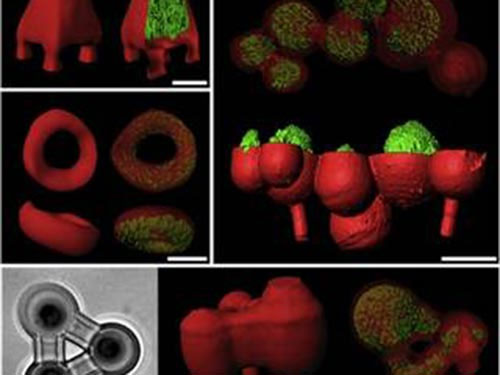 Nghiên cứu vi khuẩn nhờ công nghệ in 3D