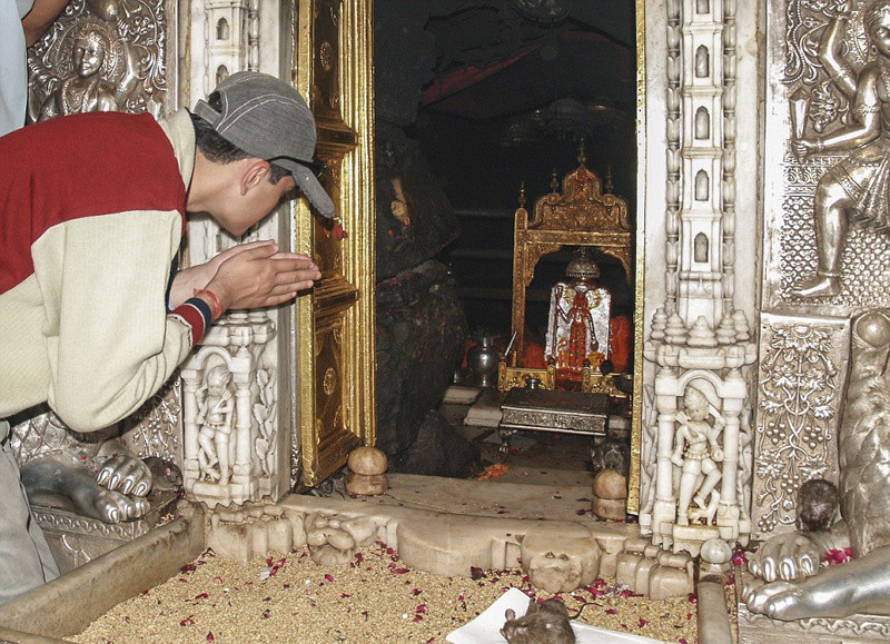 Ngôi đền chuột bò lúc nhúc dưới chân du khách ở Ấn Độ