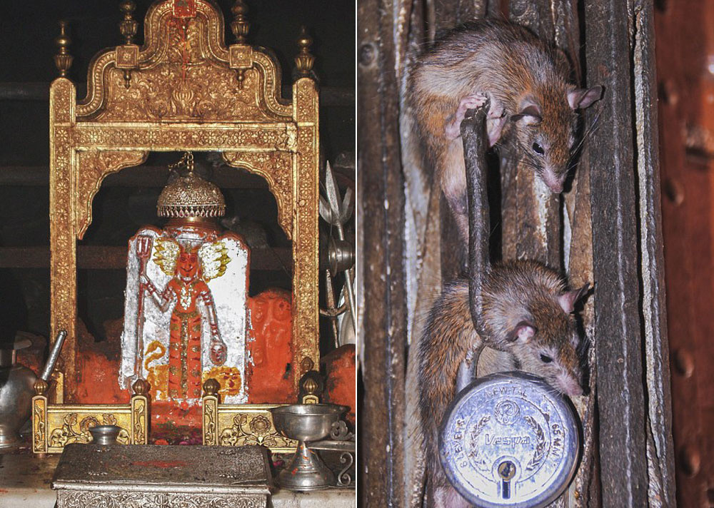 Ngôi đền chuột bò lúc nhúc dưới chân du khách ở Ấn Độ