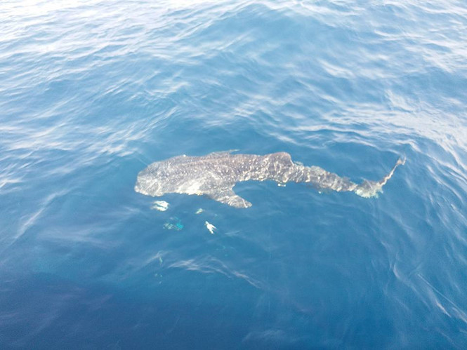 Ngư dân Phú Quốc gặp cá voi xám quý hiếm trên biển