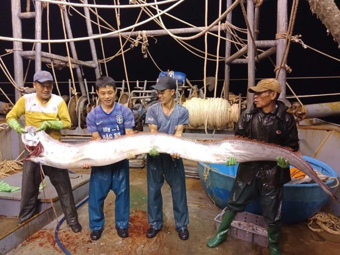 Ngư dân Thanh Hóa bắt được cá hố khủng dài hơn 4 mét, nặng gần 1 tạ?