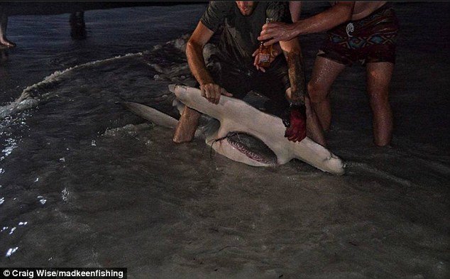 Ngư dân Úc câu được cá mập đầu búa “khủng” nhất thế giới?