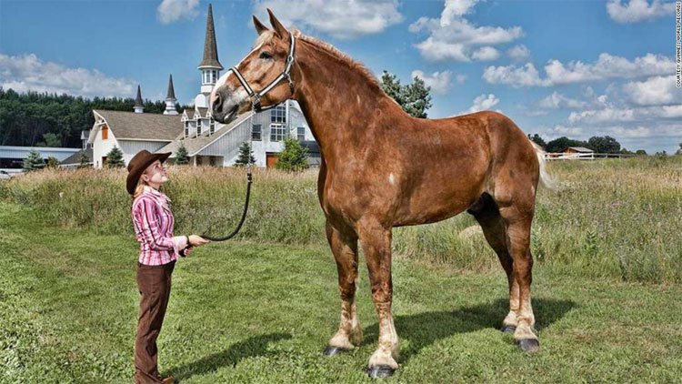 Ngựa cao nhất và ngựa lùn nhất thế giới