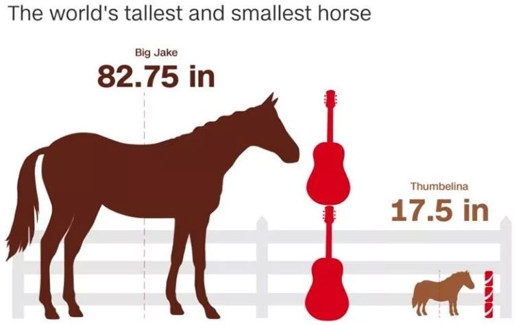 Ngựa cao nhất và ngựa lùn nhất thế giới