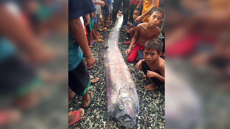 Người dân Philippines lo lắng khi rồng biển liên tục xuất hiện
