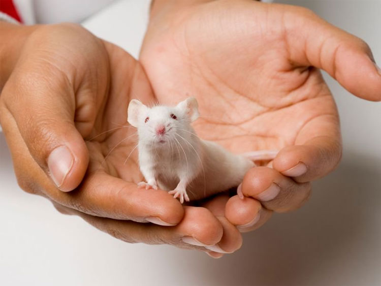 Người phụ nữ tiên phong nuôi chuột dùng cho khoa học