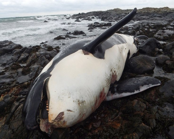 Nguyên nhân đáng lo ngại khiến cá voi sát thủ chết dạt vào bờ