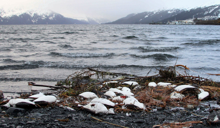 Nguyên nhân khiến hàng ngàn chú chim chết bất thường dọc bãi biển Alaska