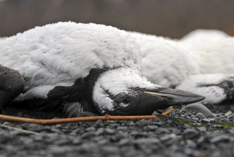 Nguyên nhân khiến hàng ngàn chú chim chết bất thường dọc bãi biển Alaska