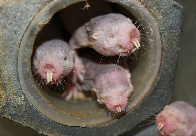 Nguyên nhân tại sao chuột chũi Đông Phi có thể sống sót trong 20 phút mà không cần oxy