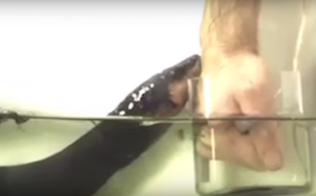 Nhà khoa học giật bắn người khi hứng cú chích của lươn điện