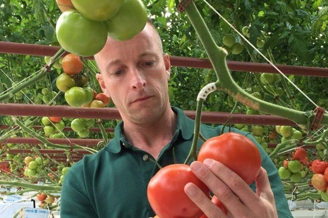 Nhà kính trồng cà chua bằng nước biển đầu tiên trên thế giới