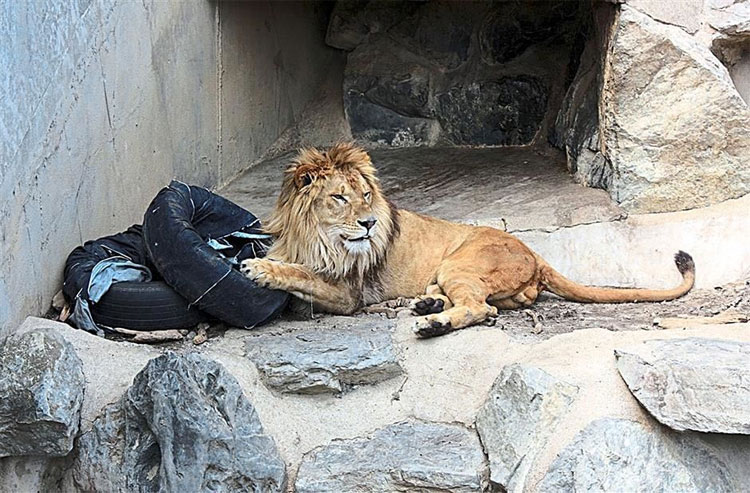 Nhật Bản dùng sư tử để làm quần jeans rách